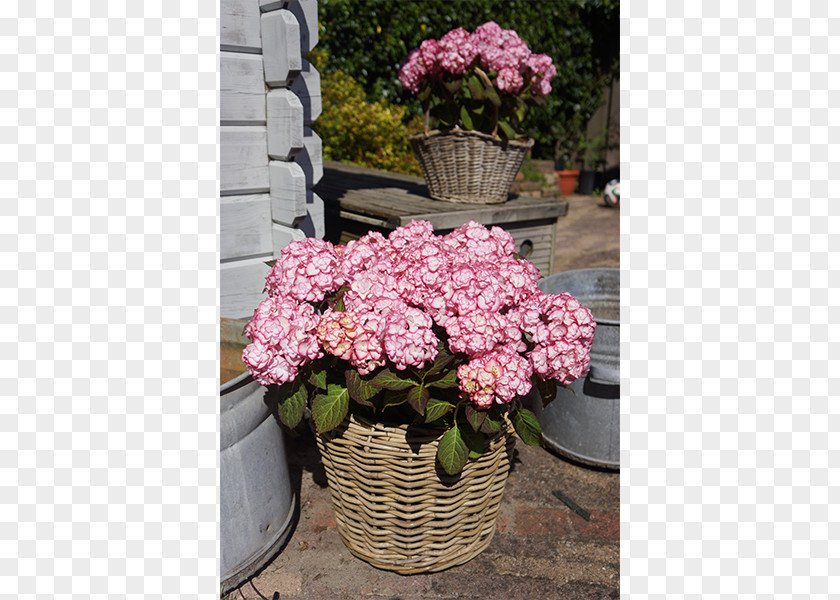Flower French Hydrangea You+Me Garden Pink PNG