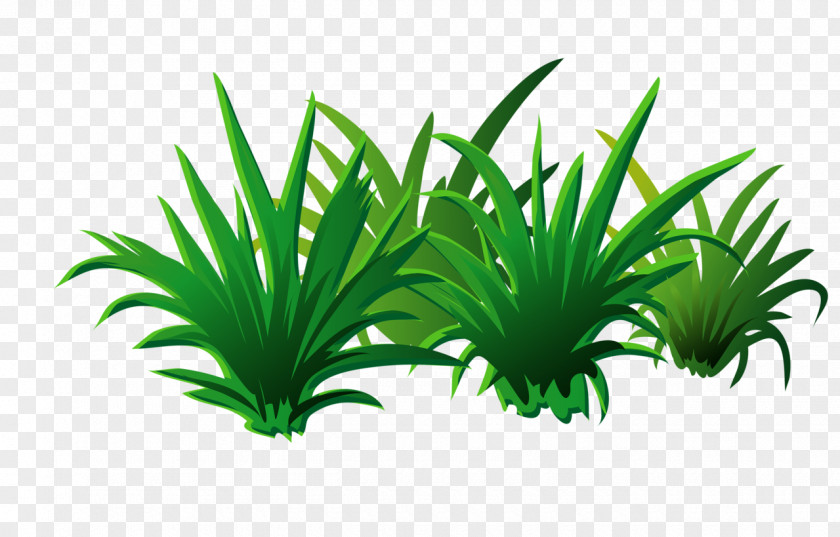 Grass Leaf PNG