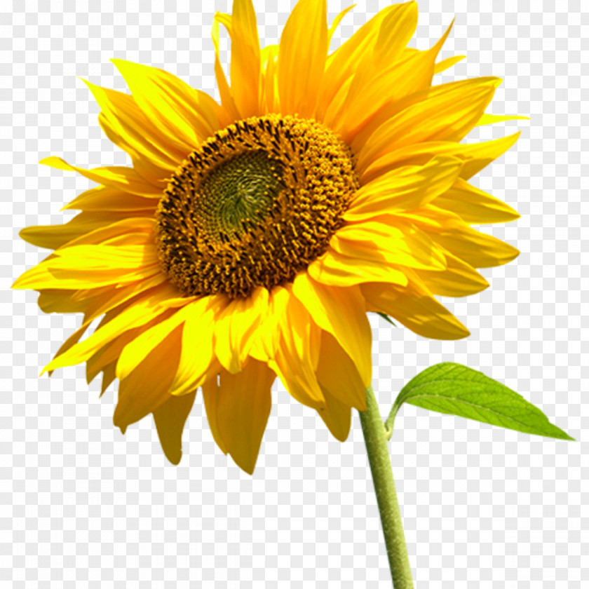 Sunflower Oil Desktop Wallpaper Clip Art PNG