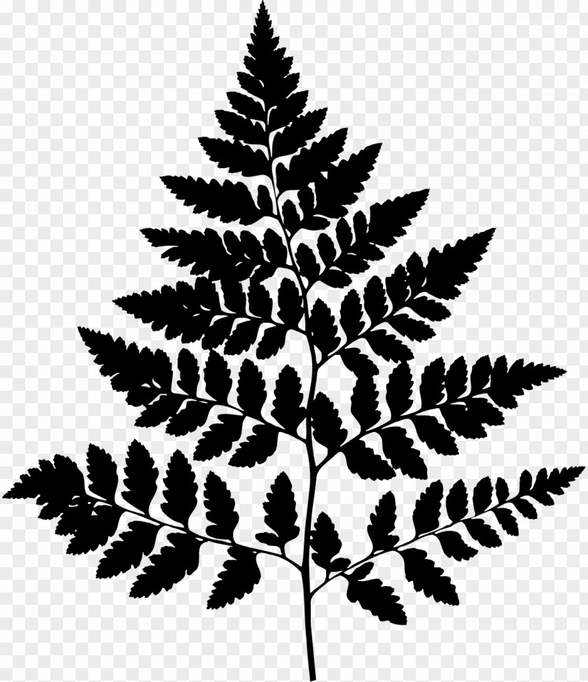 Trentham Estate Trentham, Staffordshire Pine Silhouette Leaf PNG