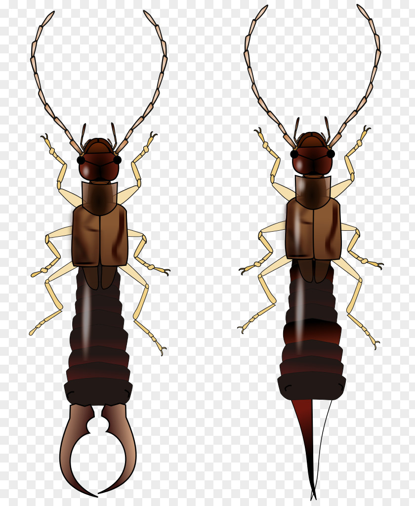 Beetle Varied Carpet Ring-legged Earwig Insect Wing PNG