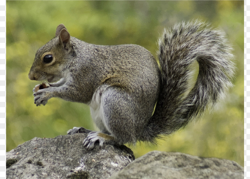 High Quality Squirrel Cliparts For Free! Red Rodent Wildlife Eastern Gray PNG
