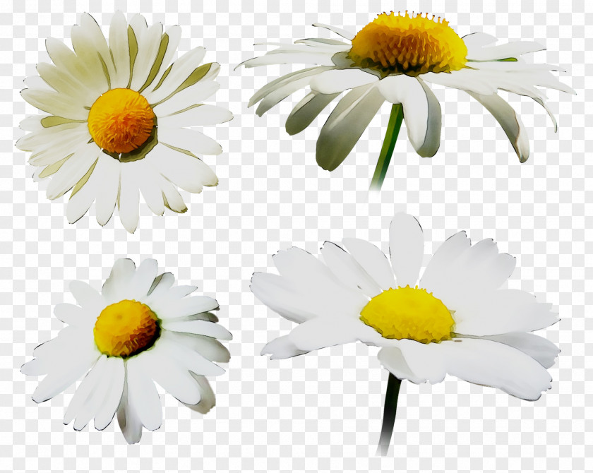 Oxeye Daisy Chrysanthemum Roman Chamomile Marguerite Yellow PNG