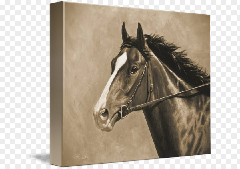 Painting Thoroughbred American Paint Horse Appaloosa Stallion PNG