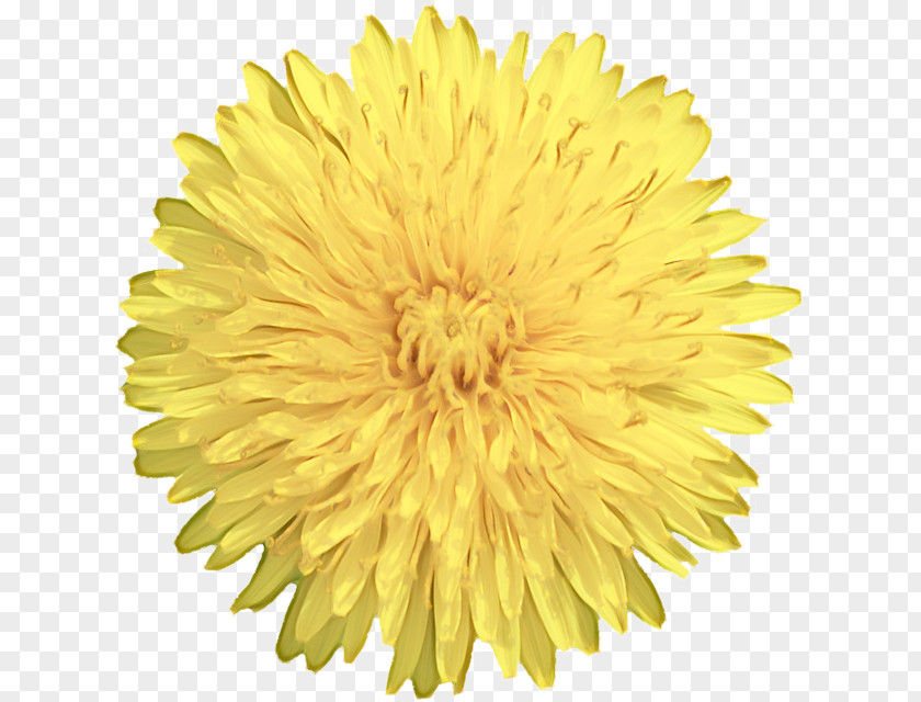 Pompom Sunflower Flowers Background PNG