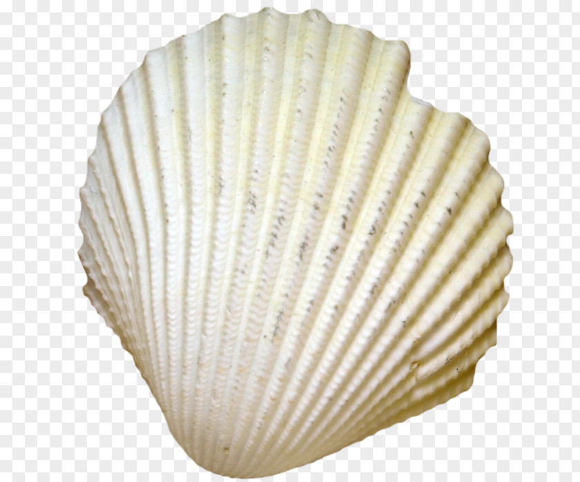 Seashell Cockle Clam Conchology Oyster PNG