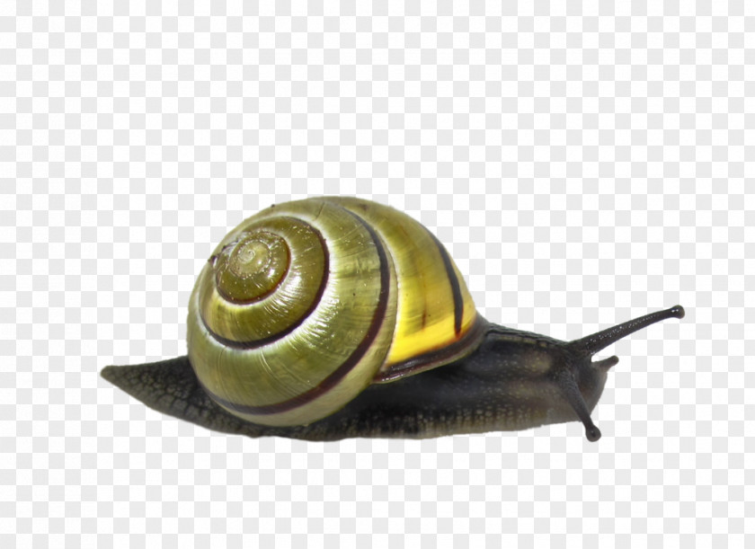 Snail Transparent Images Animal Clip Art PNG