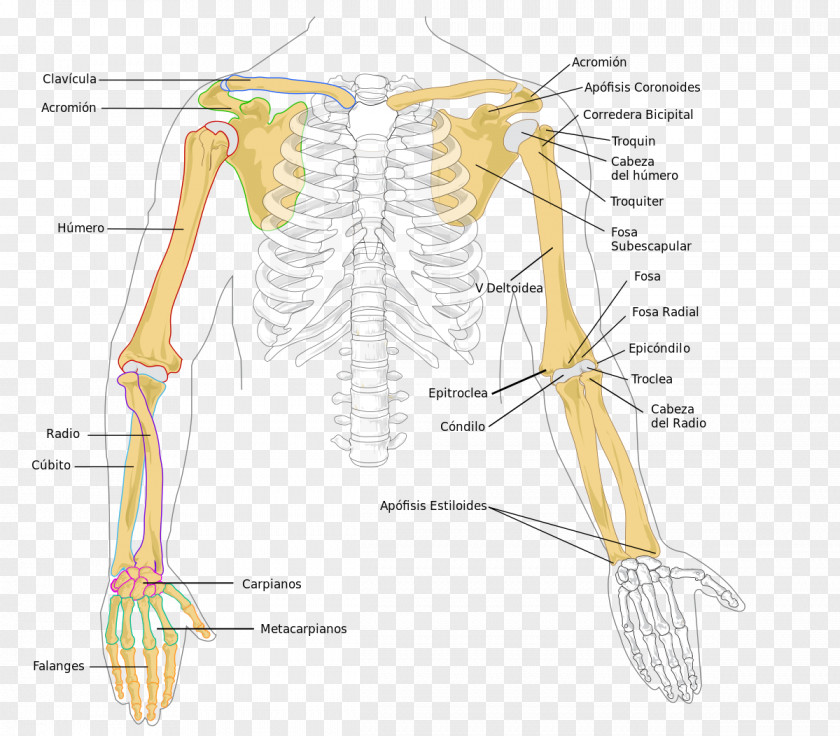 Superior Arm Human Skeleton Radius Humerus Bone PNG