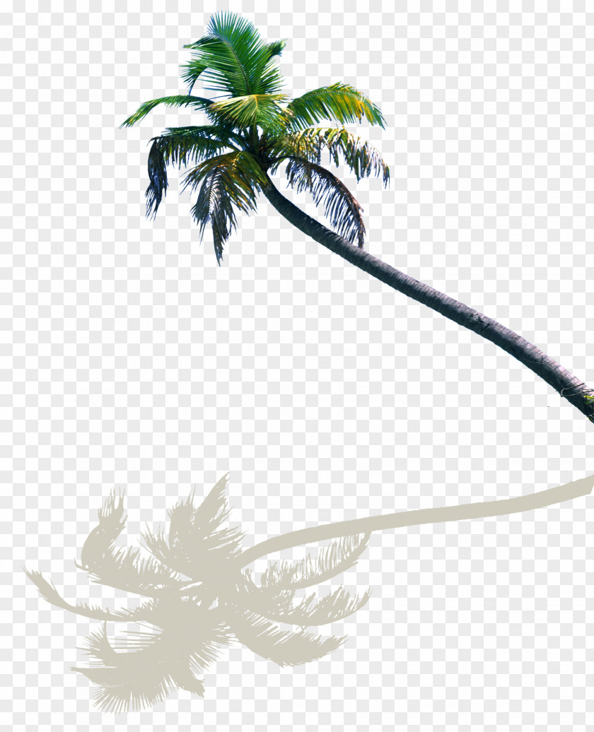 Coconut Tree Reflection Decoration Pattern Milk PNG
