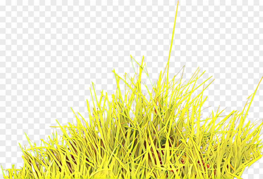 Grass Family Plant Cartoon PNG