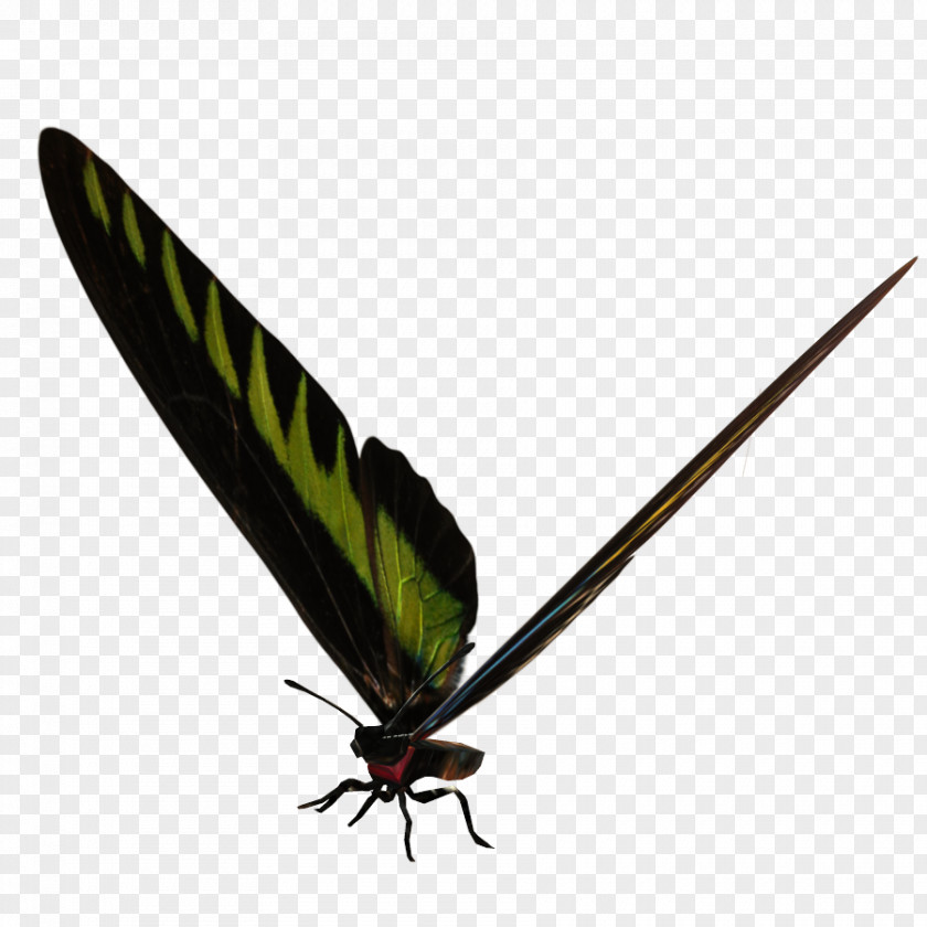 Insect Moth PNG