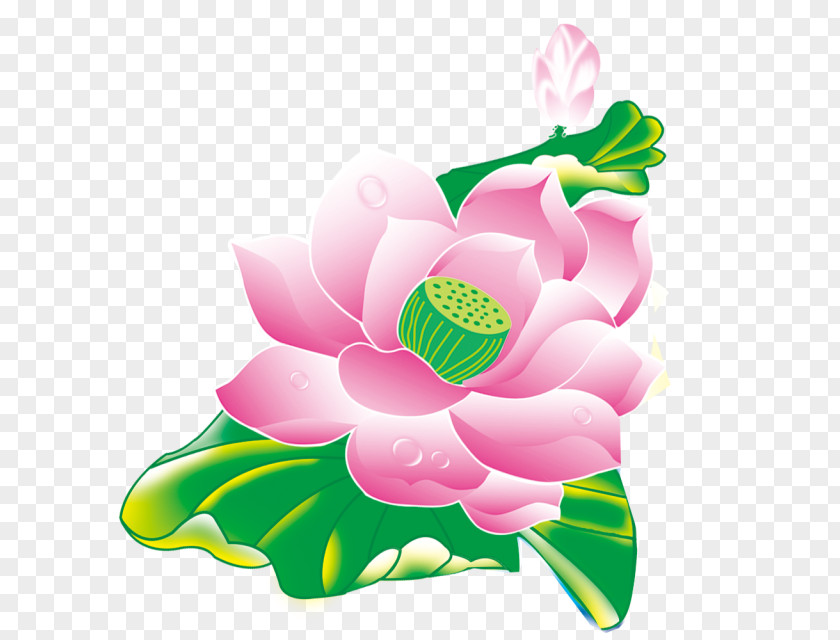 Peony Outline Clip Art Image Design Vector Graphics PNG