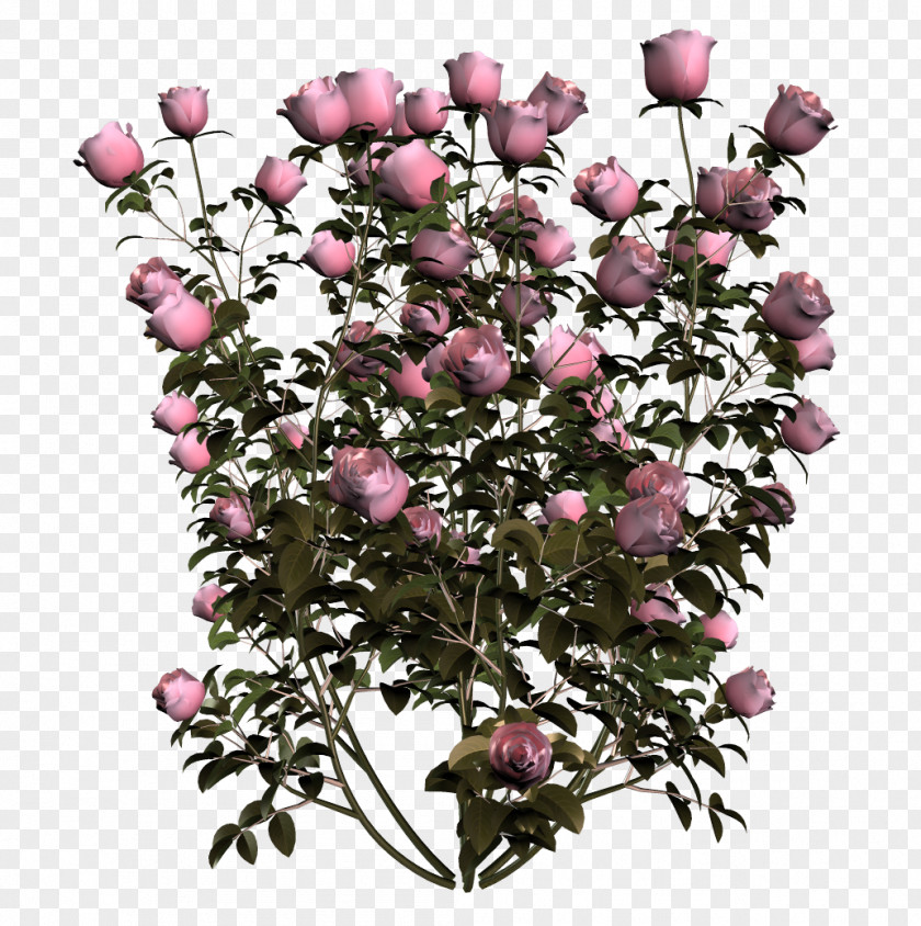 Pigeon Flower PNG