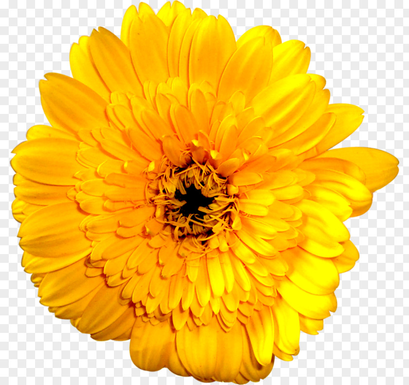 Yellow Marigold Stock Photography Royalty-free Common Sunflower Illustration PNG