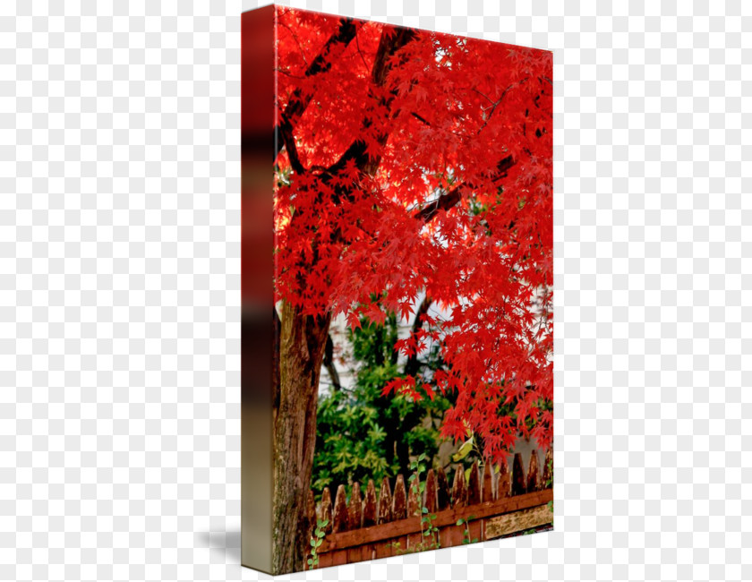 Japanese Maple Leaf Tree Magnolia Weeping Willow PNG
