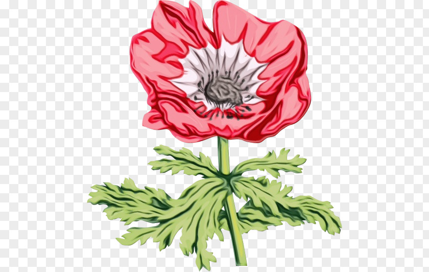 Poppy Family Petal Flower Flowering Plant Oriental PNG