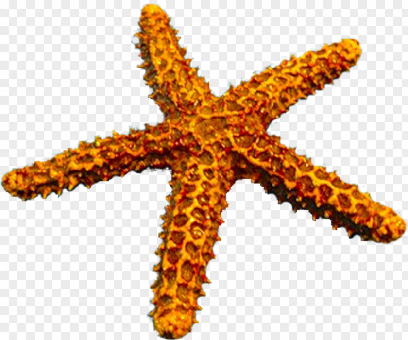 Starfish PNG