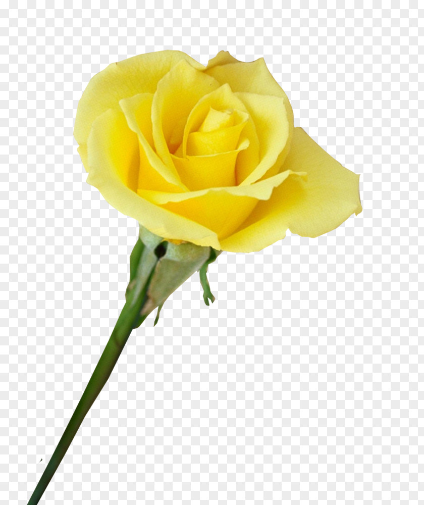 Yellow Roses In Kind Garden Beach Rose Centifolia Flower PNG
