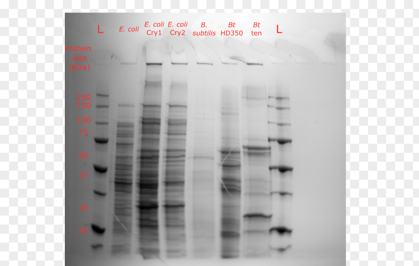 Biorad Laboratories Protein SDS-PAGE Polyacrylamide Gel Electrophoresis Silver Stain Bacillus Thuringiensis PNG