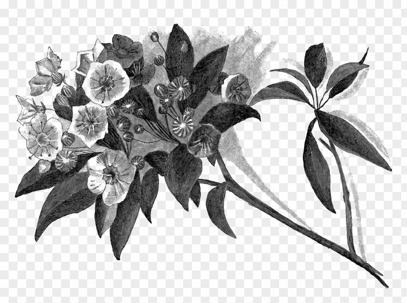 Botanical Drawing Paper Digital Illustration Work Of Art PNG