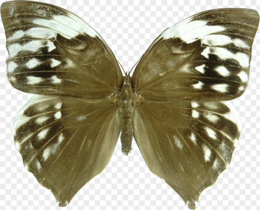Butterfly Brush-footed Butterflies Zeuxidia Amethystus Saturns Aurelius PNG