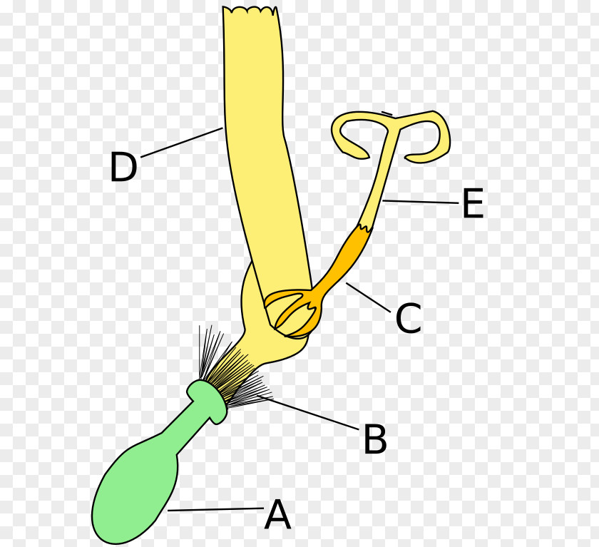 Flower Common Sunflower Daisy Family Kwiat Języczkowy Ligule PNG