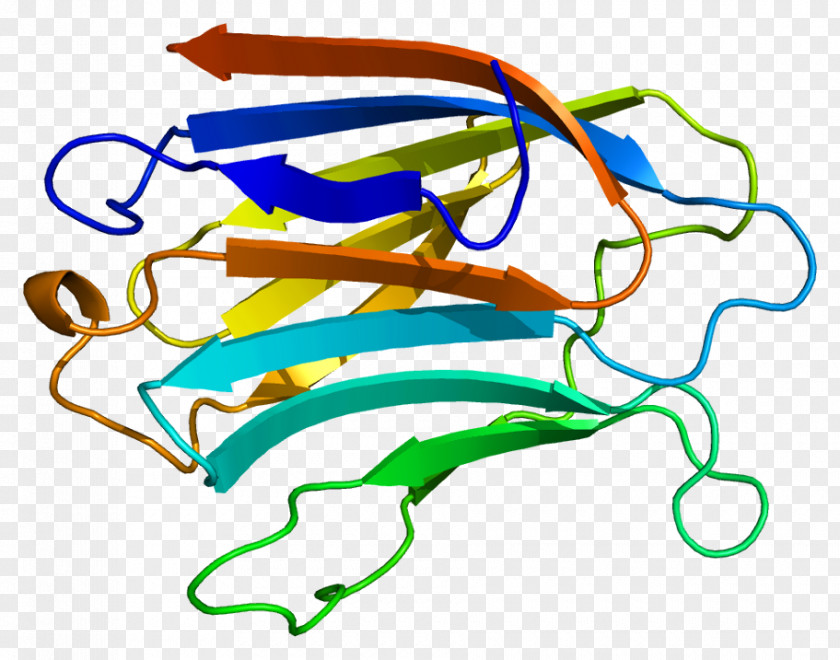 Galectin-3 Protein Gene PNG