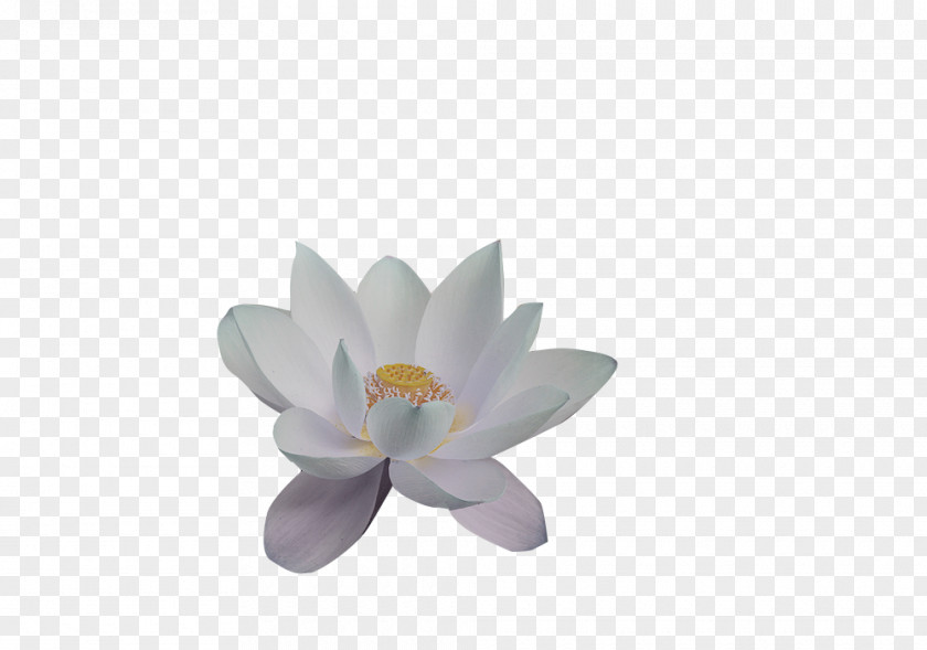 Lotus Petal Nelumbo Nucifera Effect Aquatic Plants PNG