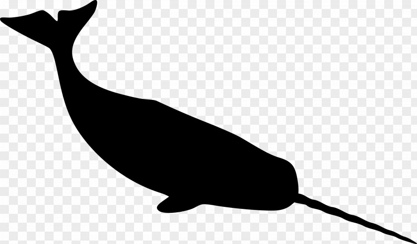 Not Quite Narwhal The Narwhal: Unicorn Of Sea Whales PNG