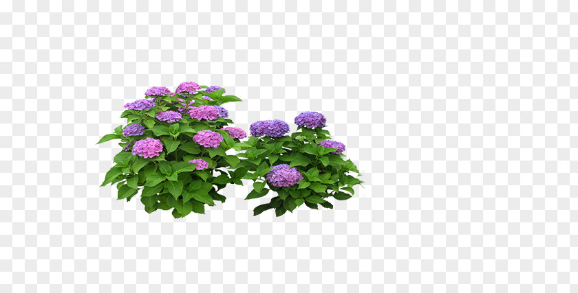 Peony Hydrangea Flower Computer File PNG