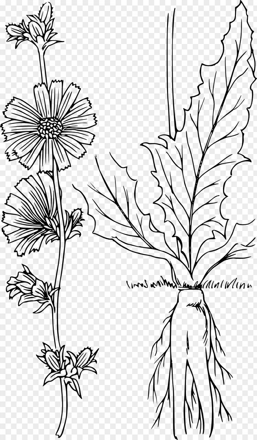 Plant Chicory Drawing Clip Art PNG