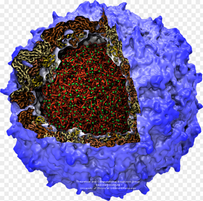 Poliovirus Poliomyelitis RNA Capsid PNG