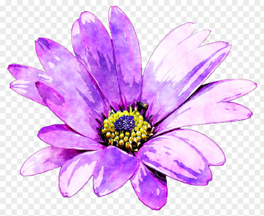 Purple Daisies Flower Watercolor Painting PNG
