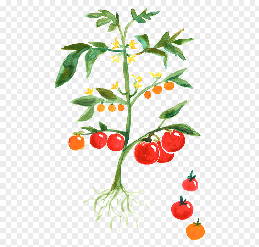 Tomato Sketch Plant Vegetable Cherry Potato PNG