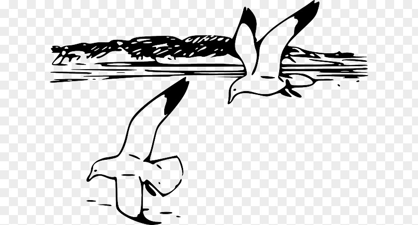 Birds Sea Shore Gulls Beach Clip Art PNG