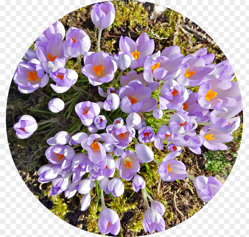 Crocus Violet Wildflower Violaceae PNG