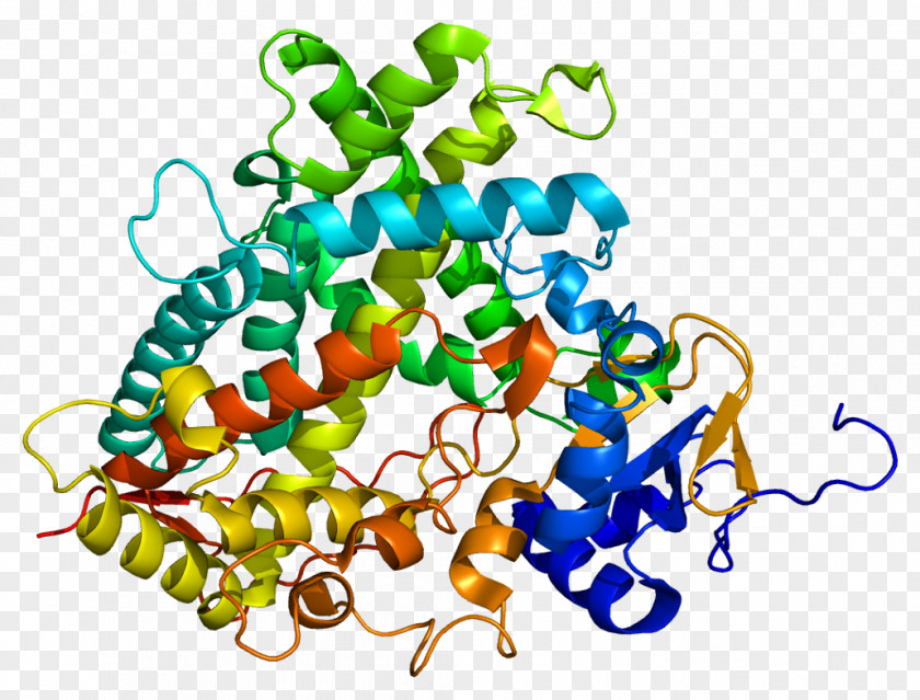 CYP1A2 Cytochrome P450 Xenobiotic CYP2C19 PNG