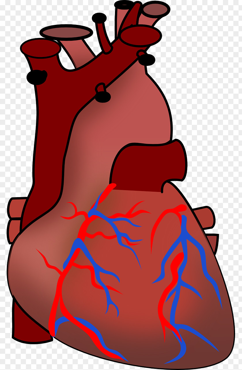 Heart Human Body Cardiac Muscle Anatomy Clip Art PNG