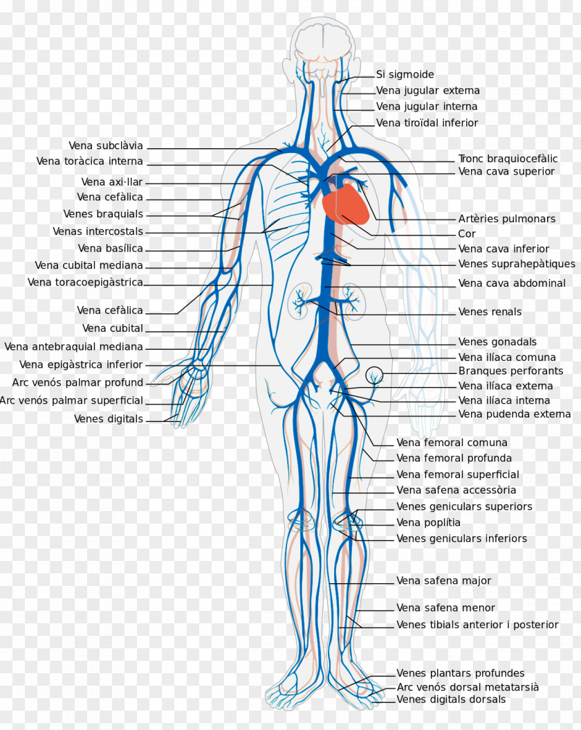 Heart Systemic Venous System Deep Vein Human Body Circulatory PNG