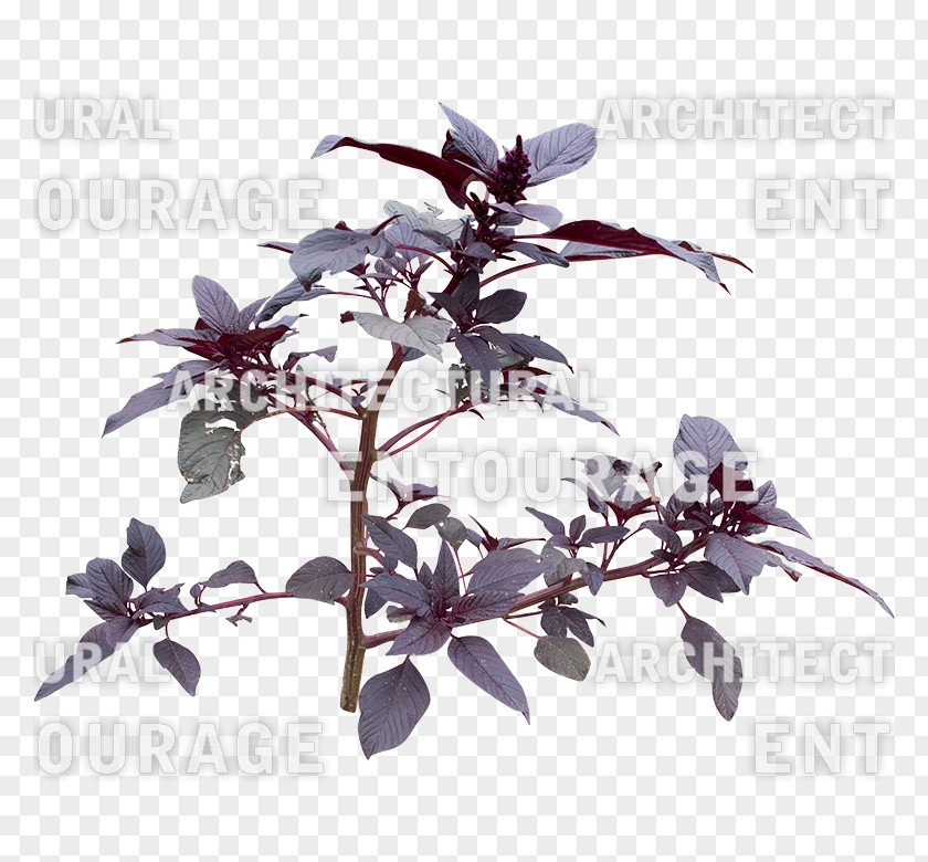 Lavender Bush Branching PNG