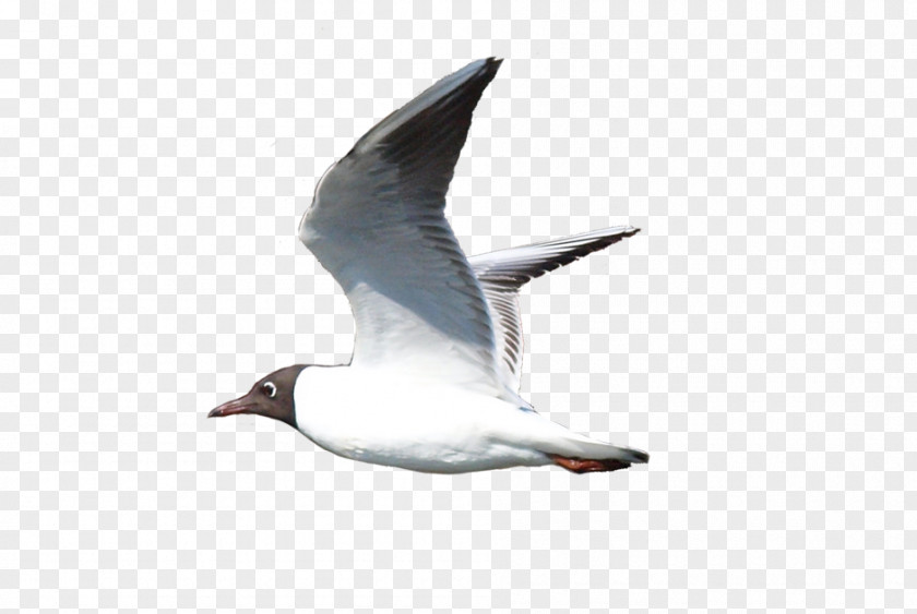 M Bird European Herring Gull Clip Art PNG