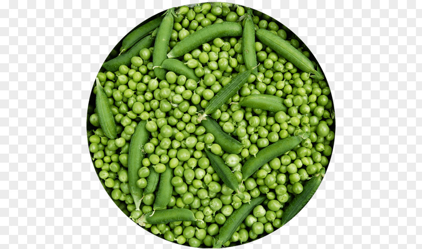 Pea Protein Food Green Bean Lima PNG