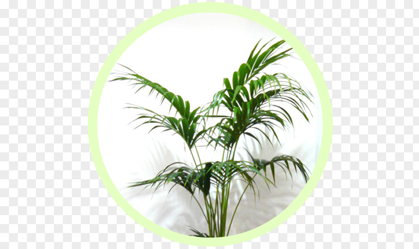 Air Plant Arecaceae Houseplant Flowerpot Green Wall PNG
