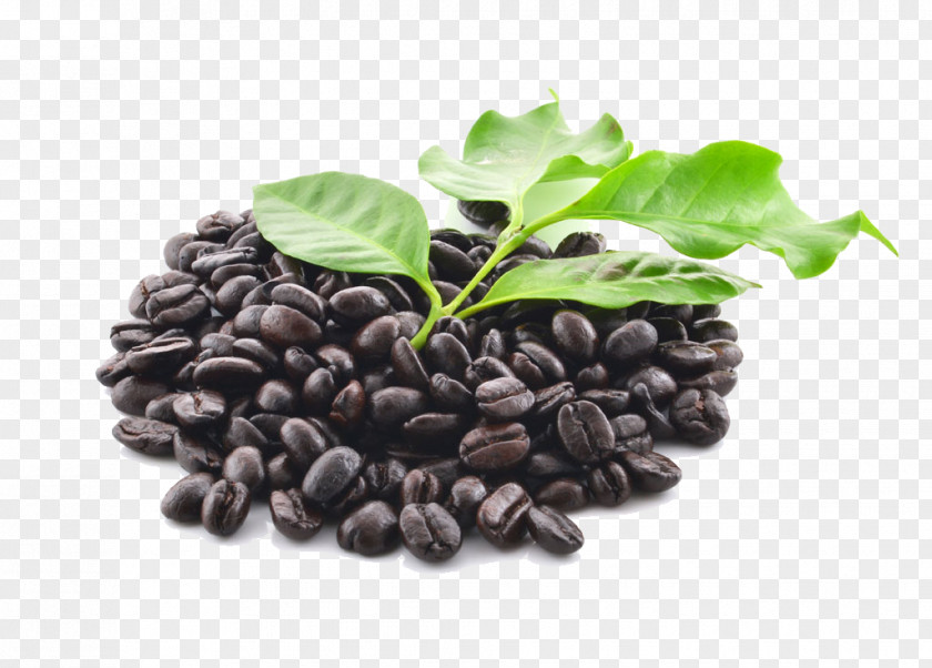 Coffee Beans Bean Starbucks Ingredient PNG