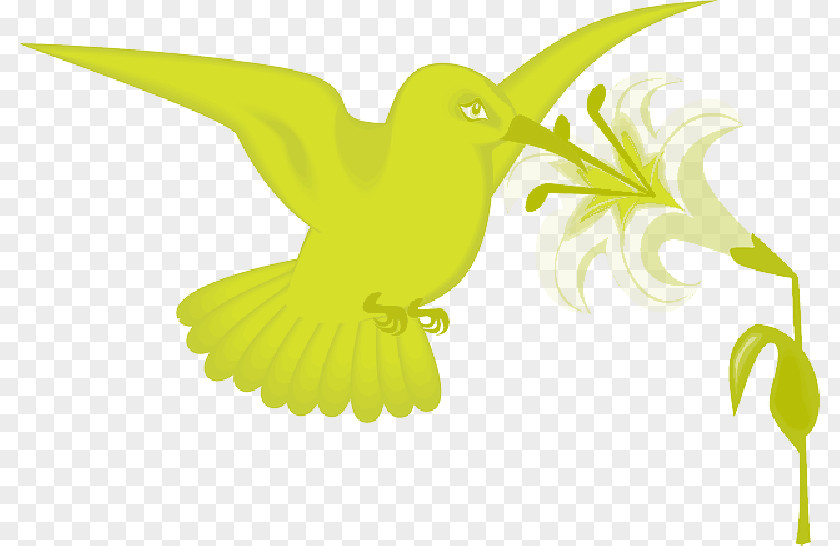 Flower Birdcage Hummingbird Clip Art Vector Graphics PNG