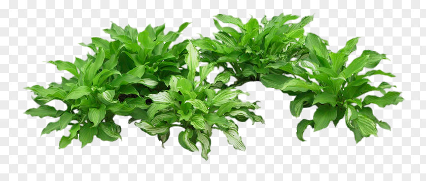 Green Herbs Herbaceous Plant PNG