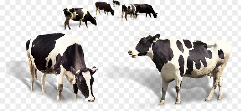 Wildlife Terrestrial Animal Cow Background PNG