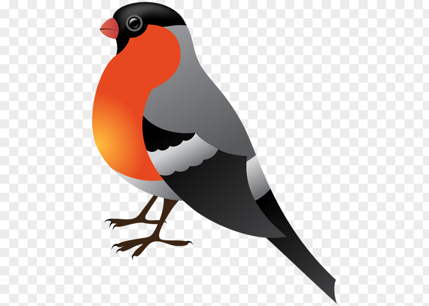 Bird Penguin Clip Art PNG