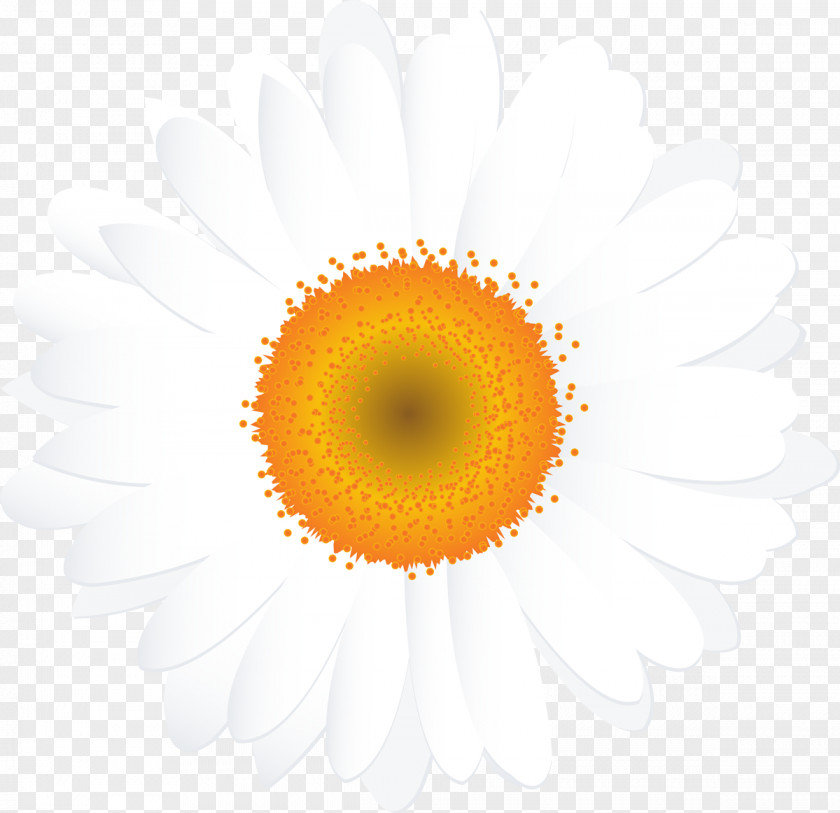Camomile PNG