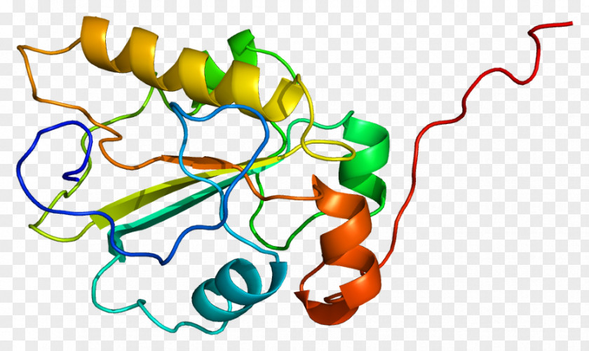 CDC25A Protein Cyclin-dependent Kinase 1 Cell Cycle PNG